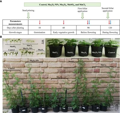 The comparative effects of manganese nanoparticles and their counterparts (bulk and ionic) in Artemisia annua plants via seed priming and foliar application